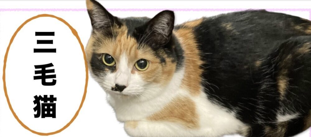 やすい
