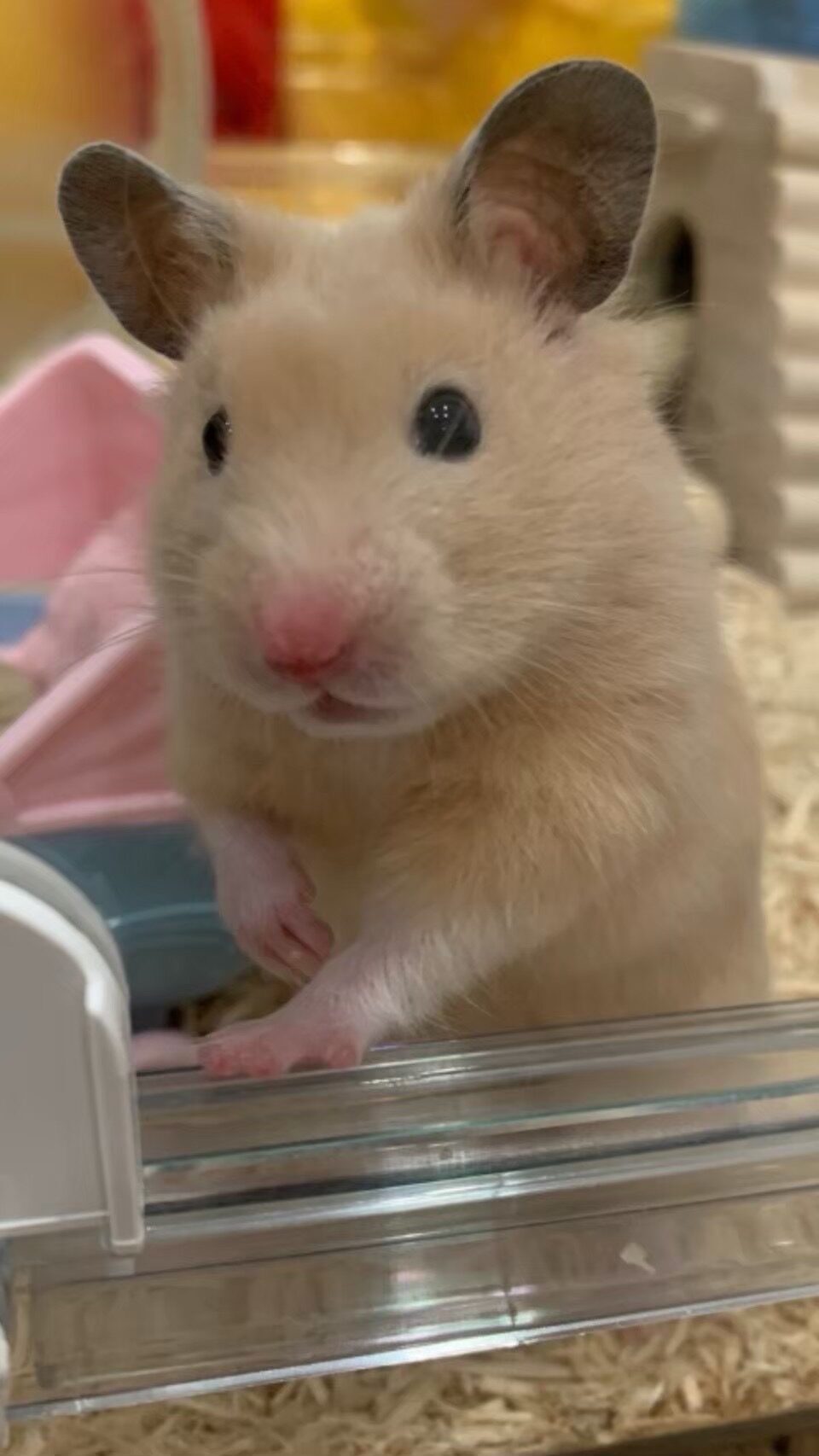 ペリカ