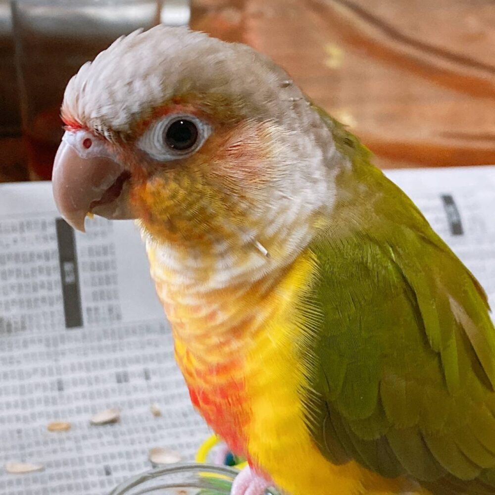 めい