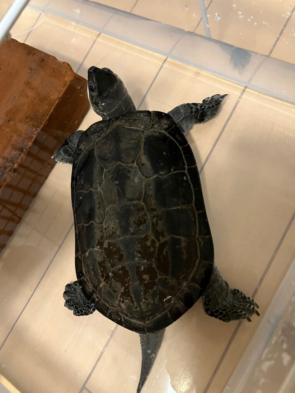 とまと