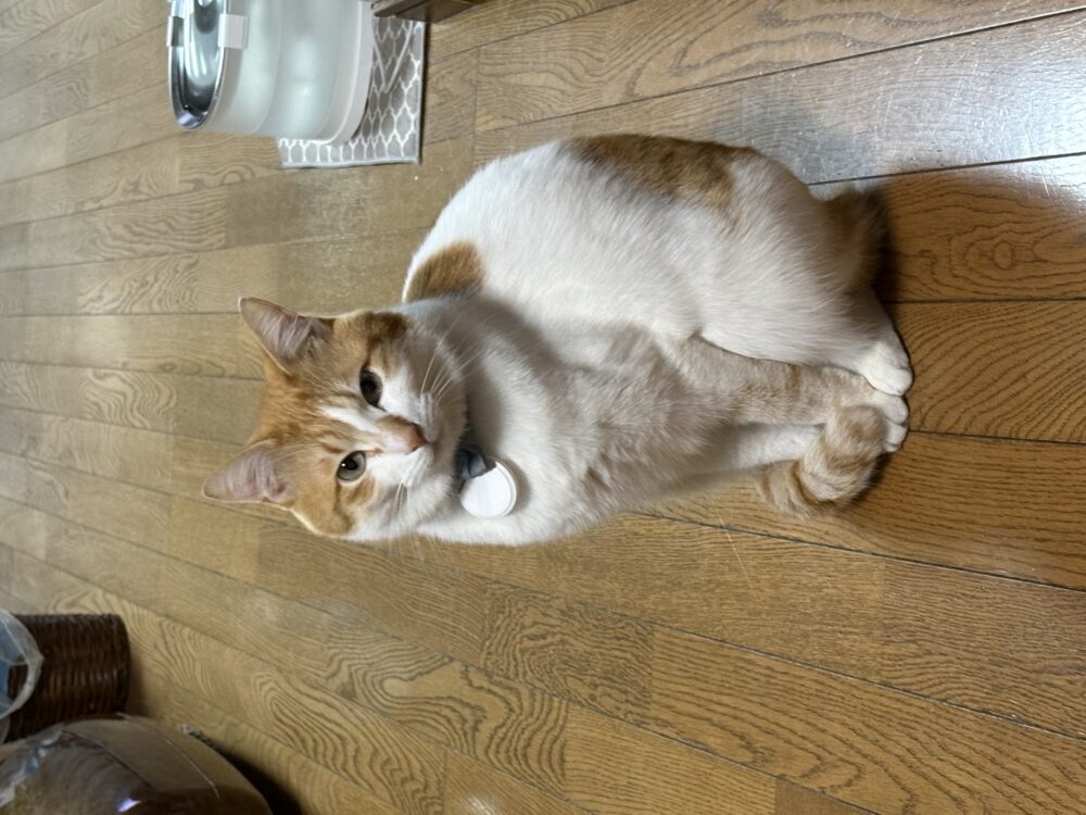 棗