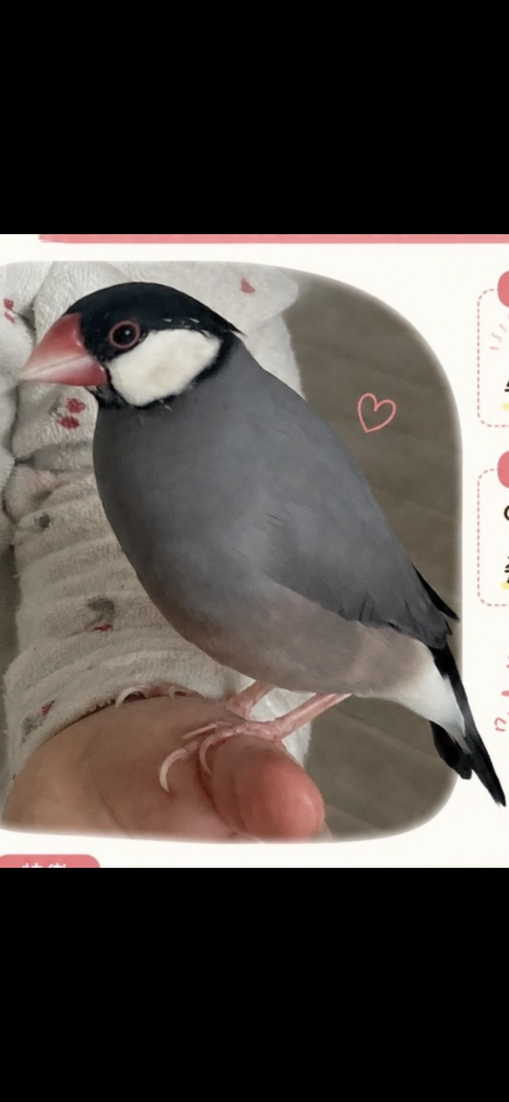 もぴぞー