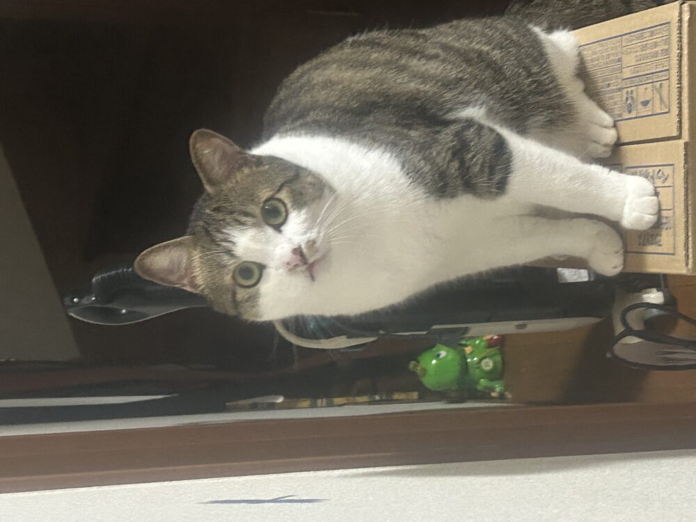 ほたて