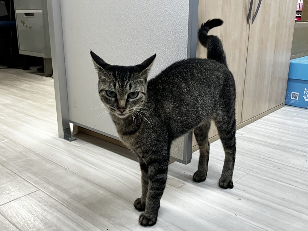 さらママ
