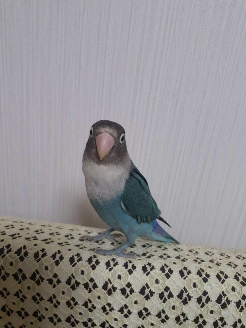 なのはな