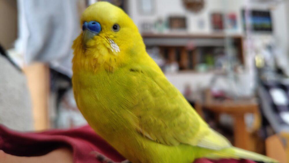 ハル