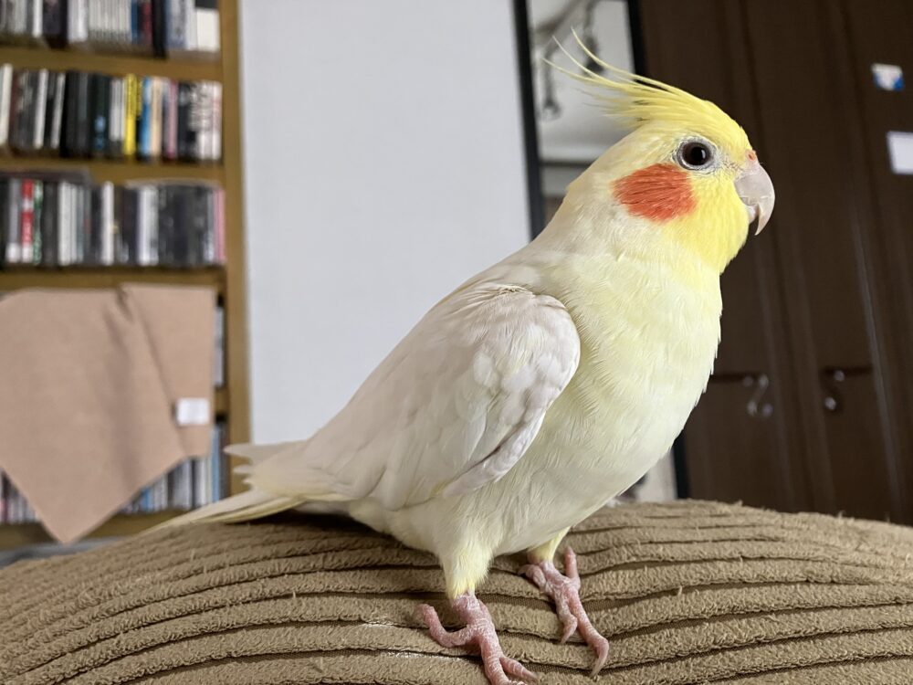 くうちゃんママ