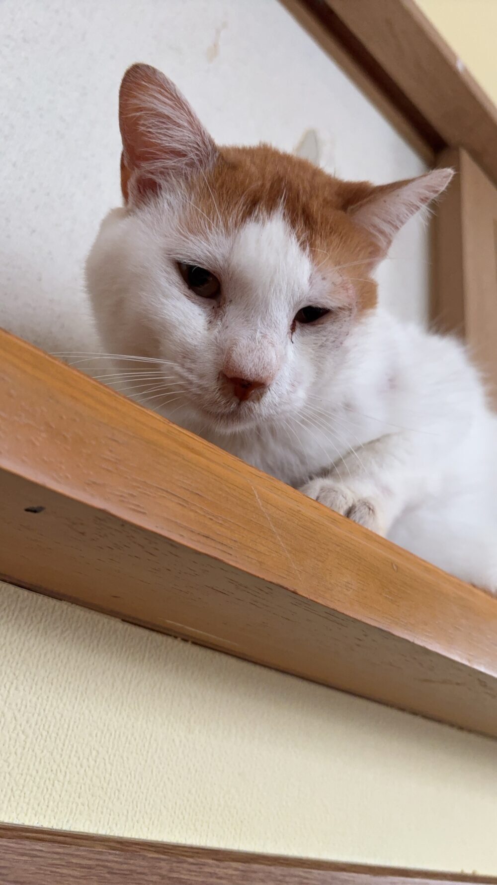 コニ