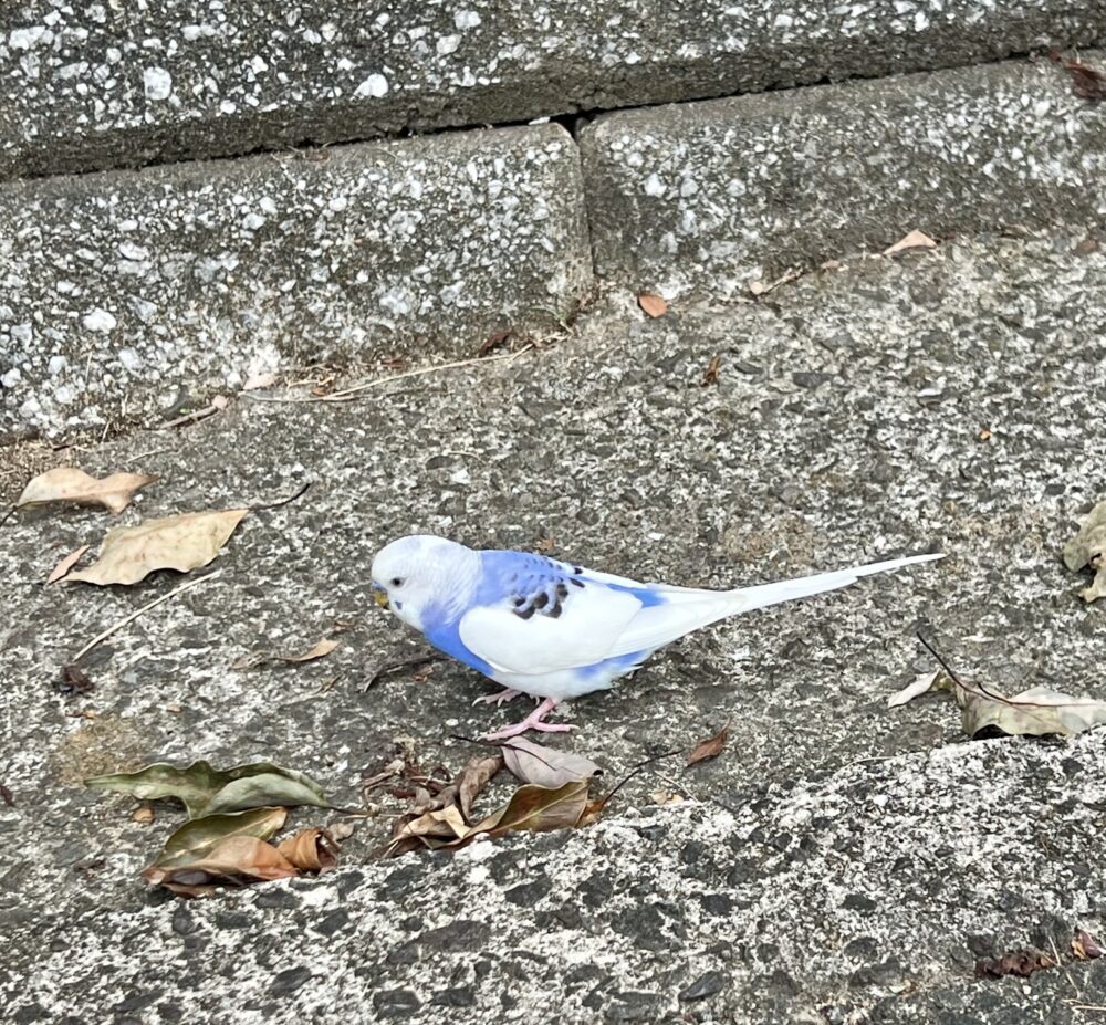 チロル