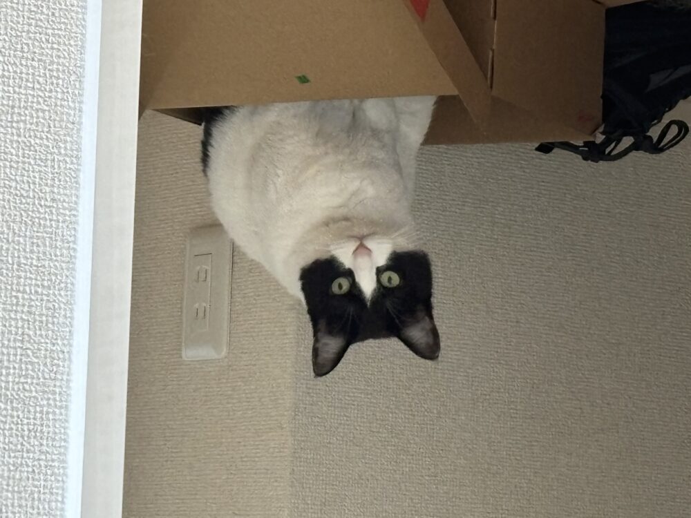 ねこ