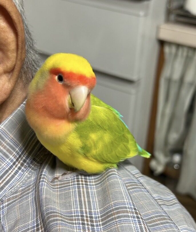 げんすけ