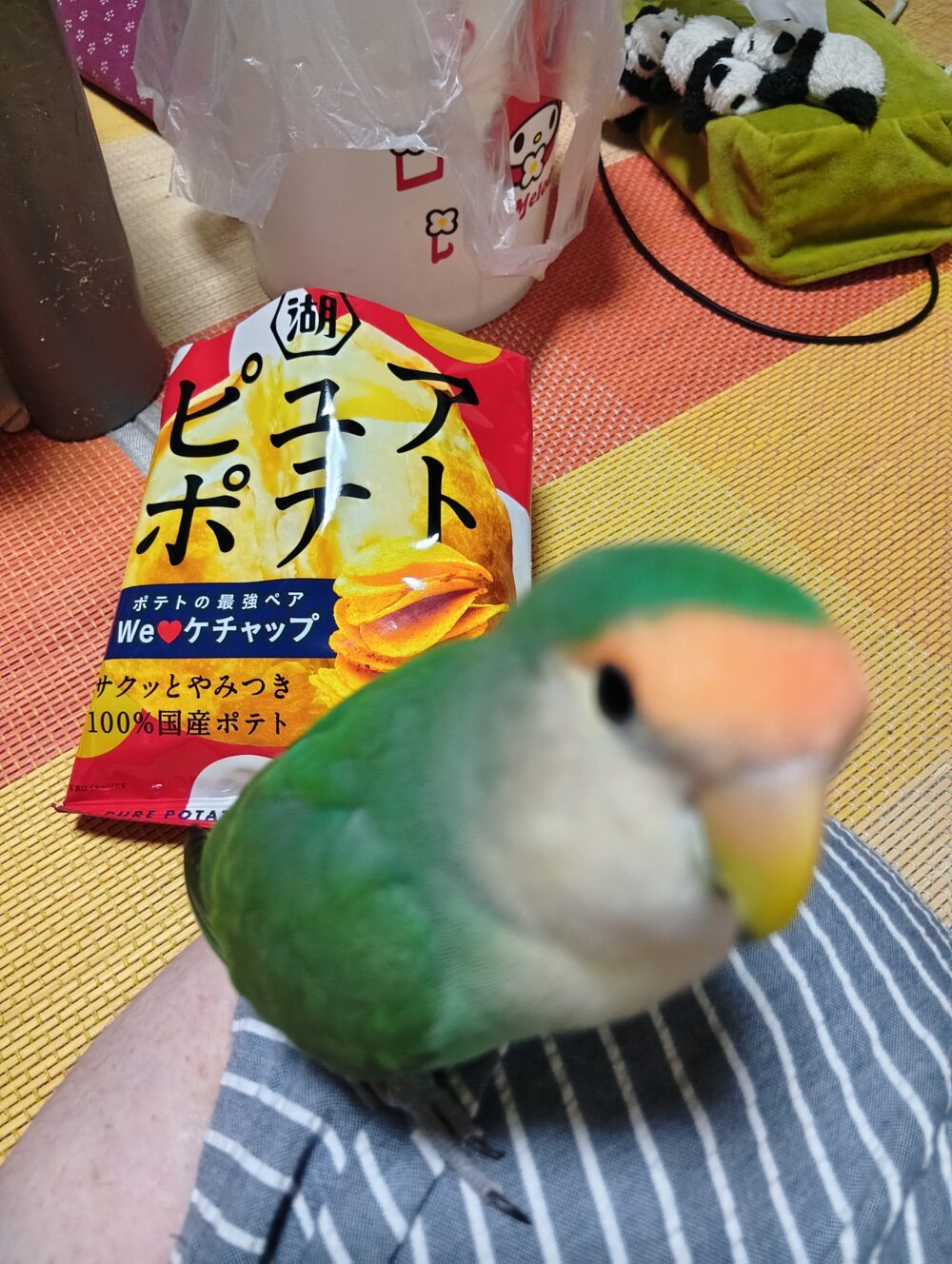 マサエ