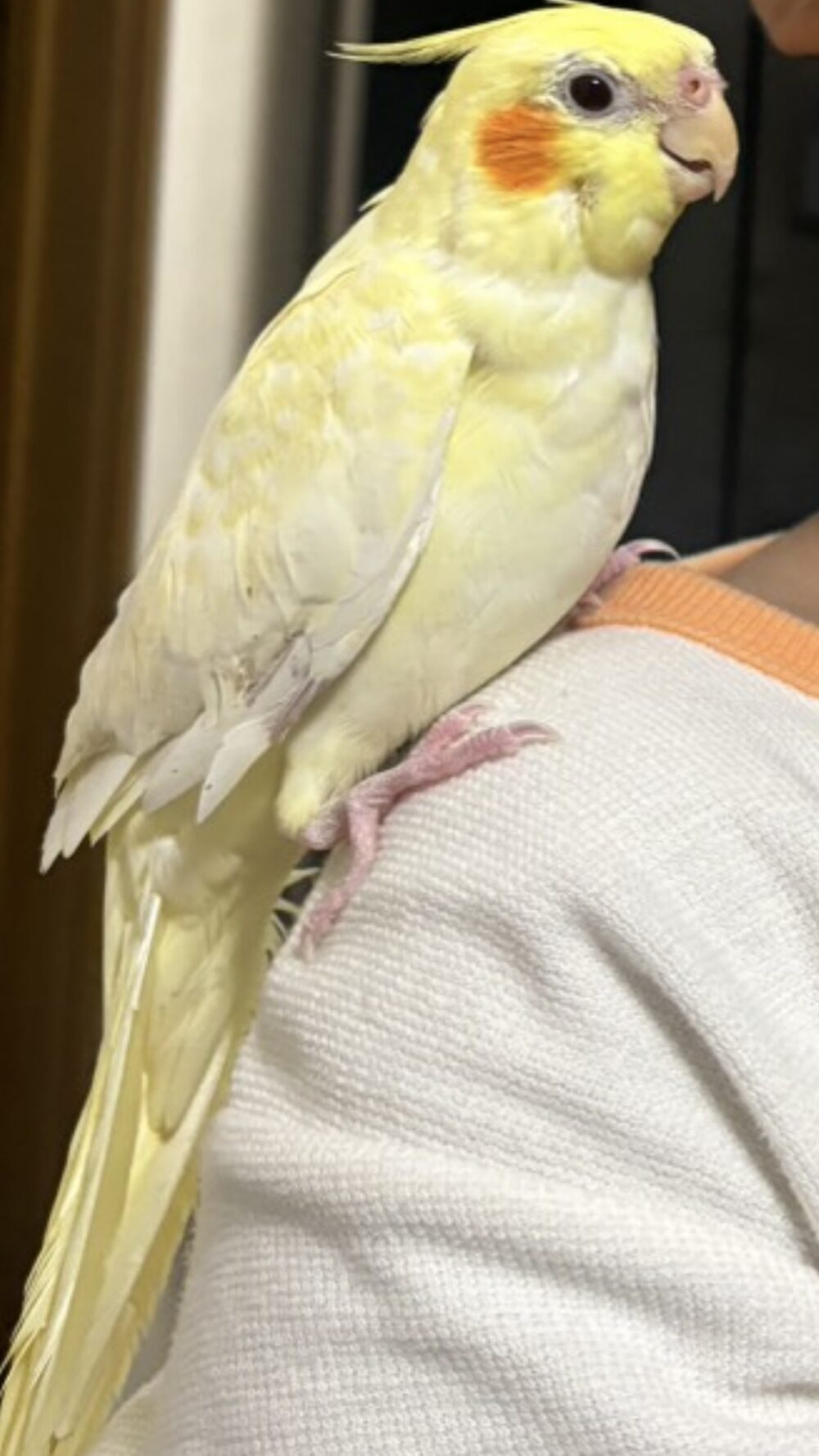 こゆき