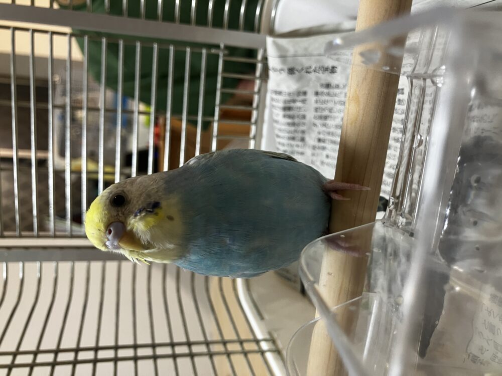 chimachimakimaki