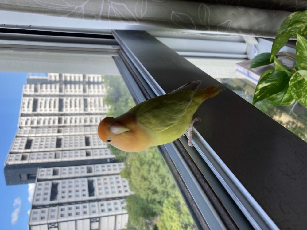 くりん