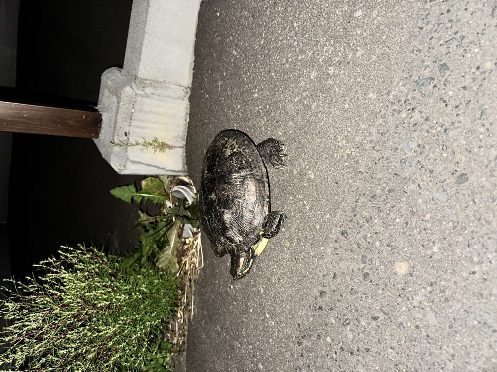 ちくわ