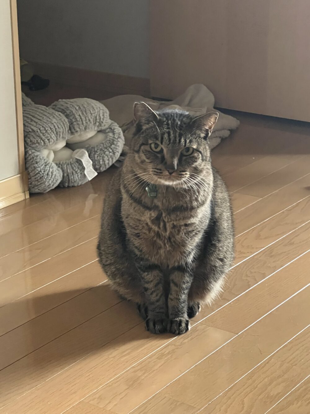 なつめ