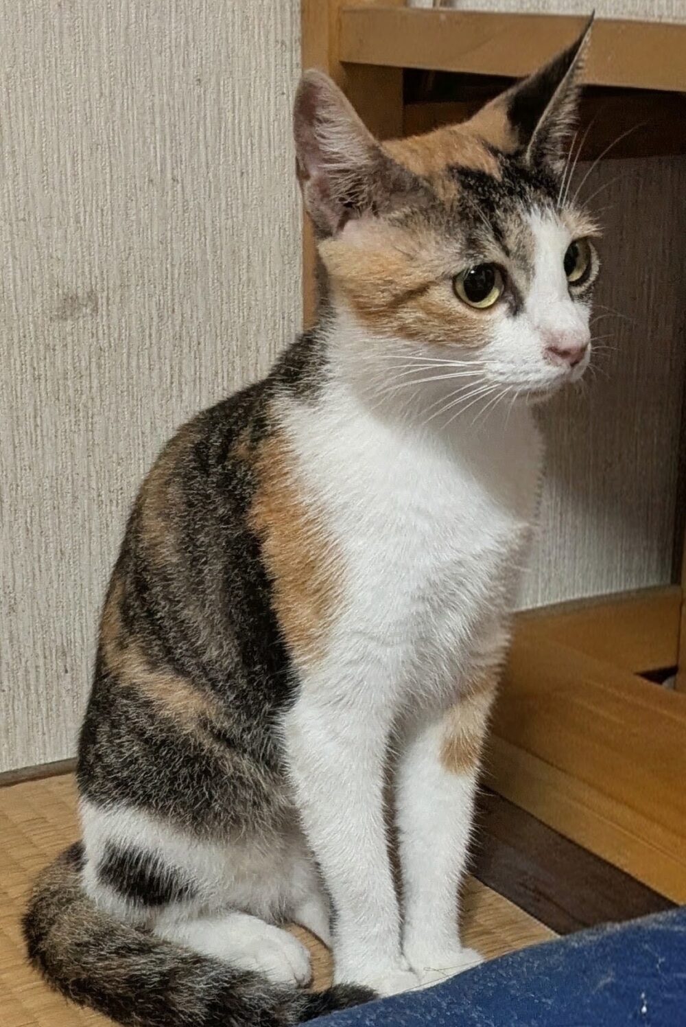 ゆぅにぃ