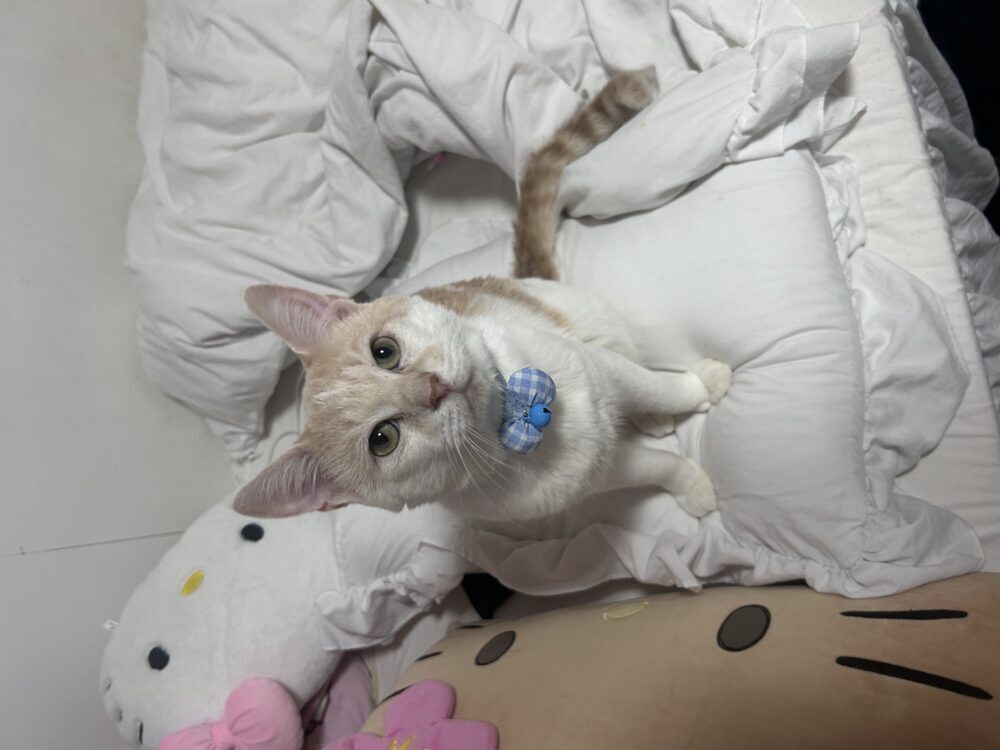 みる
