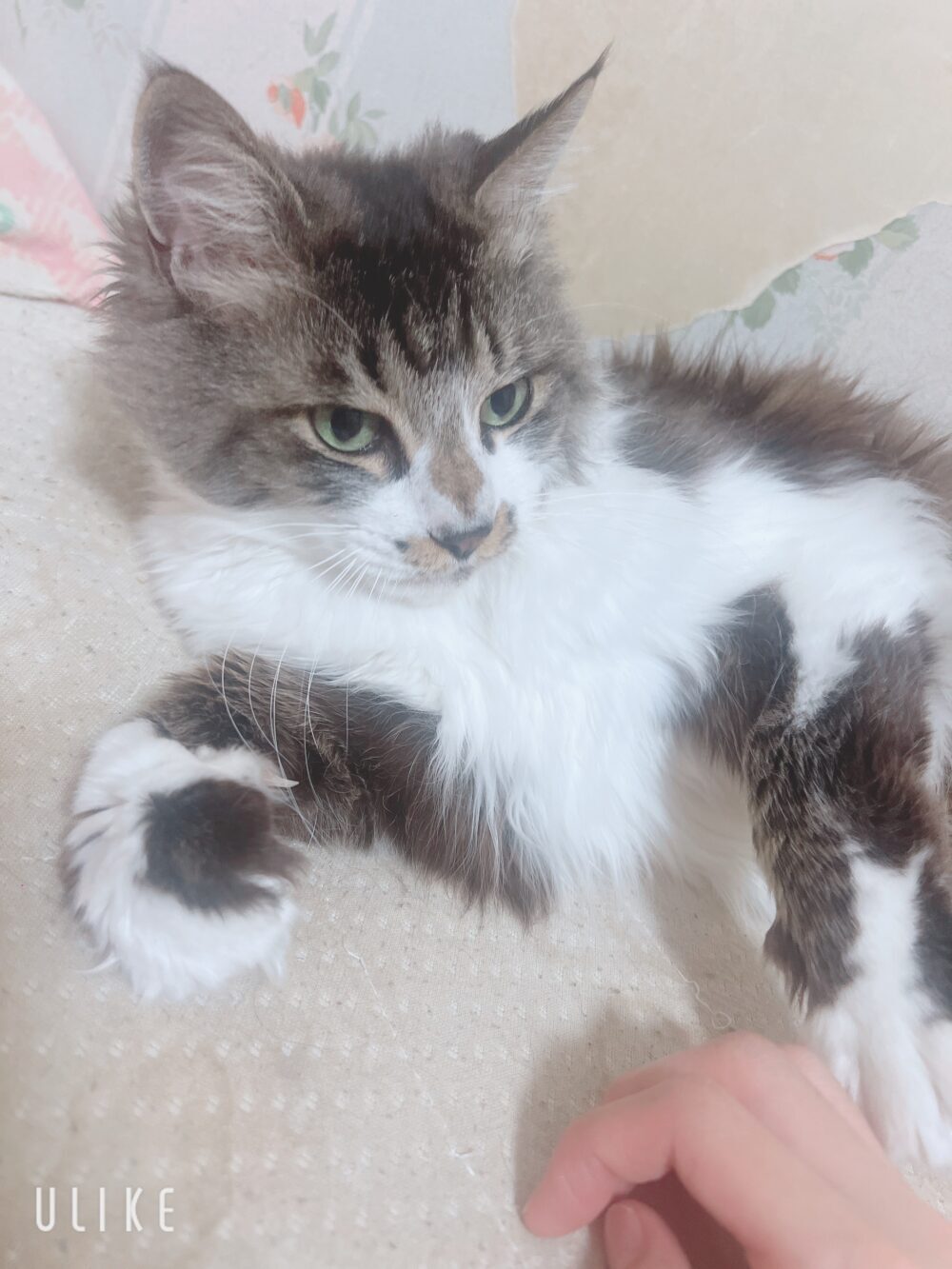 Mちゃん