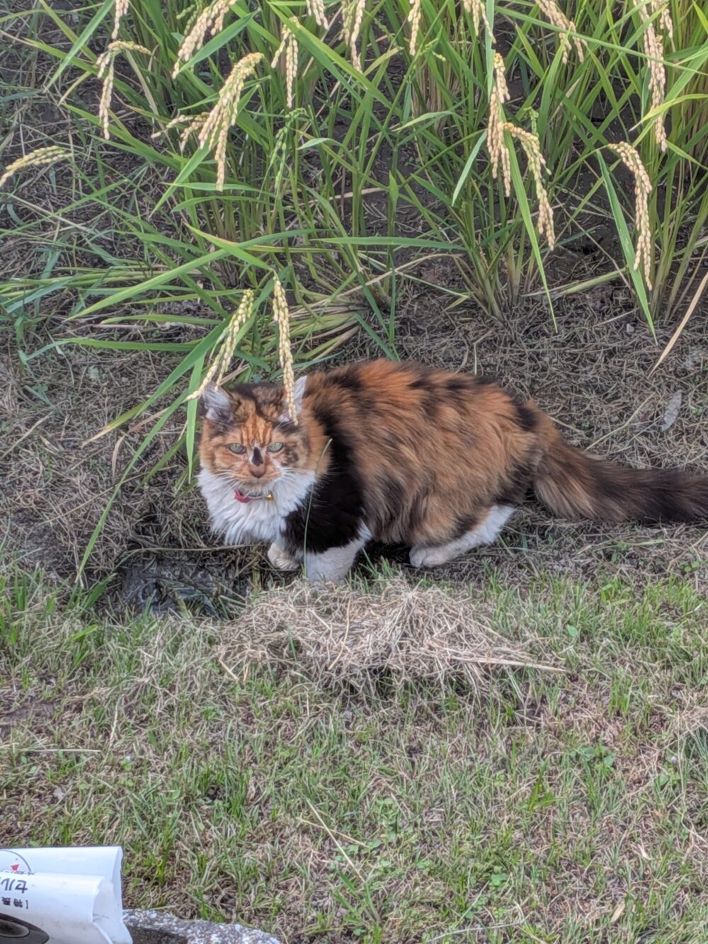 ぽん