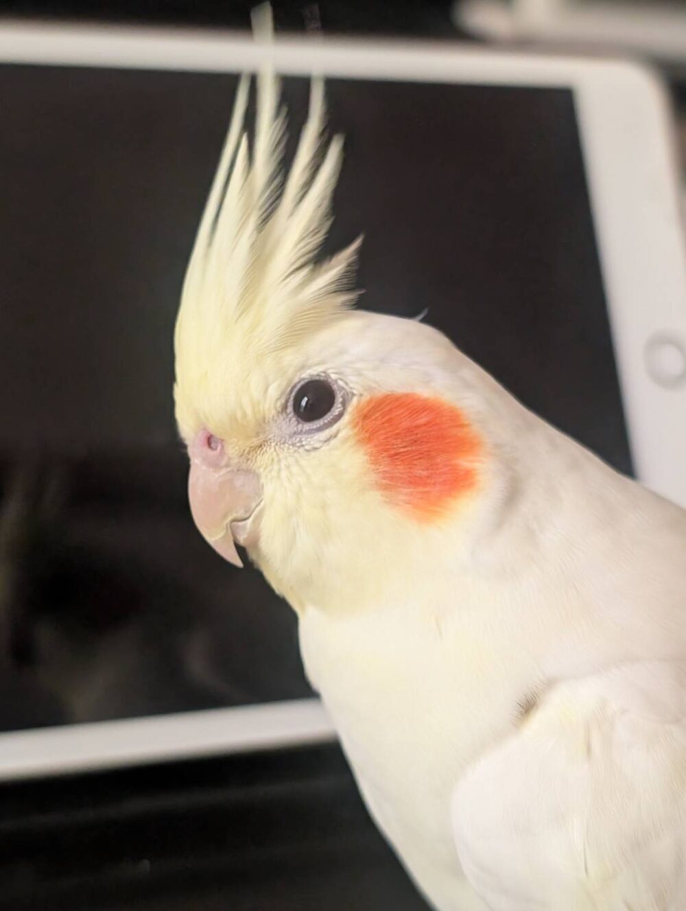 えやま
