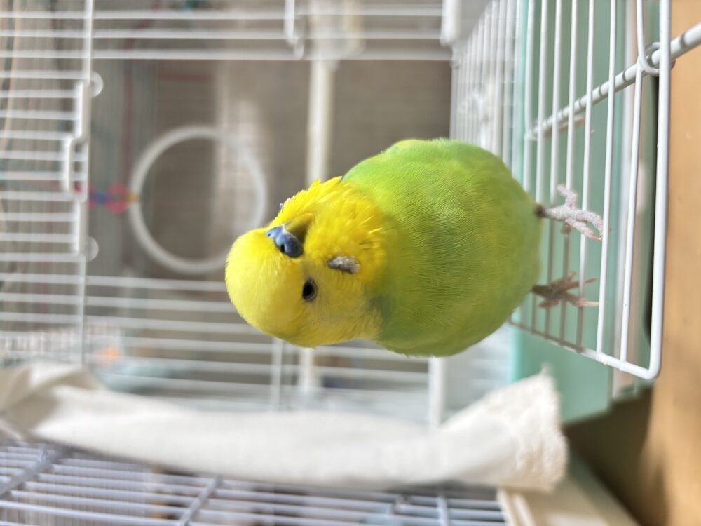みかん