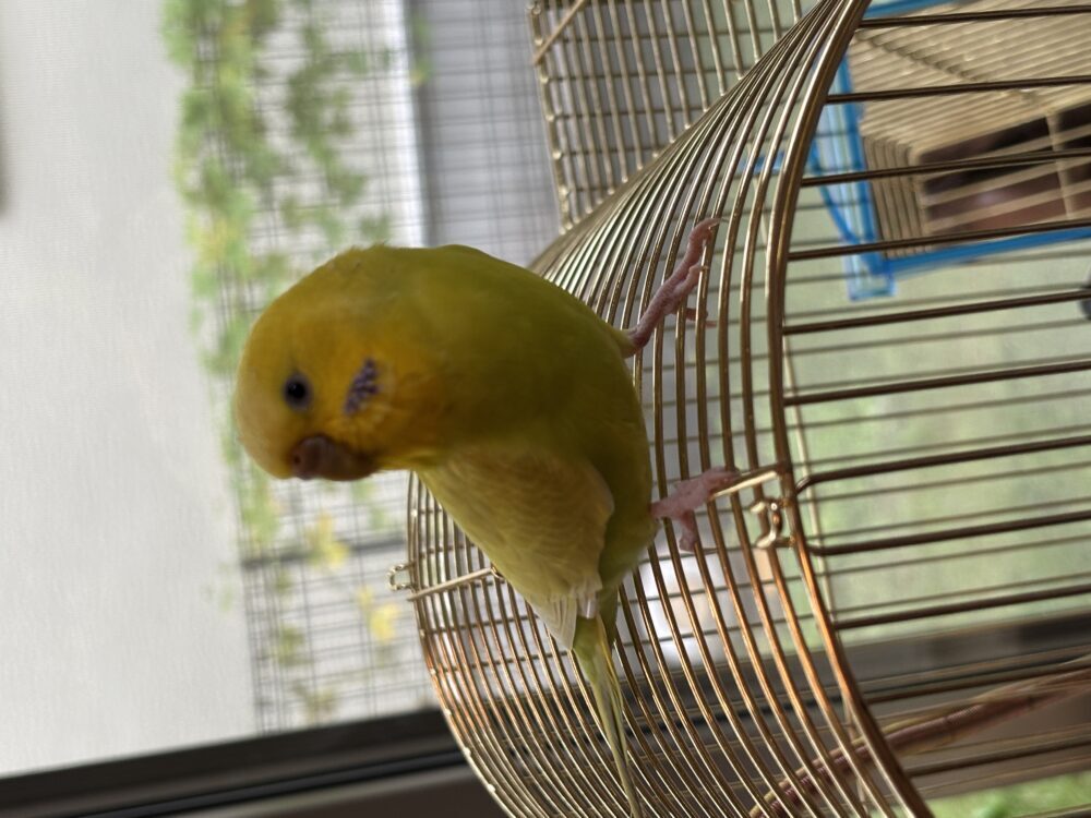 オオカワ