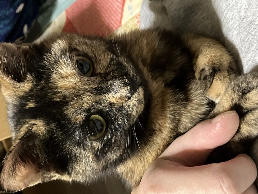 ふぁみたん