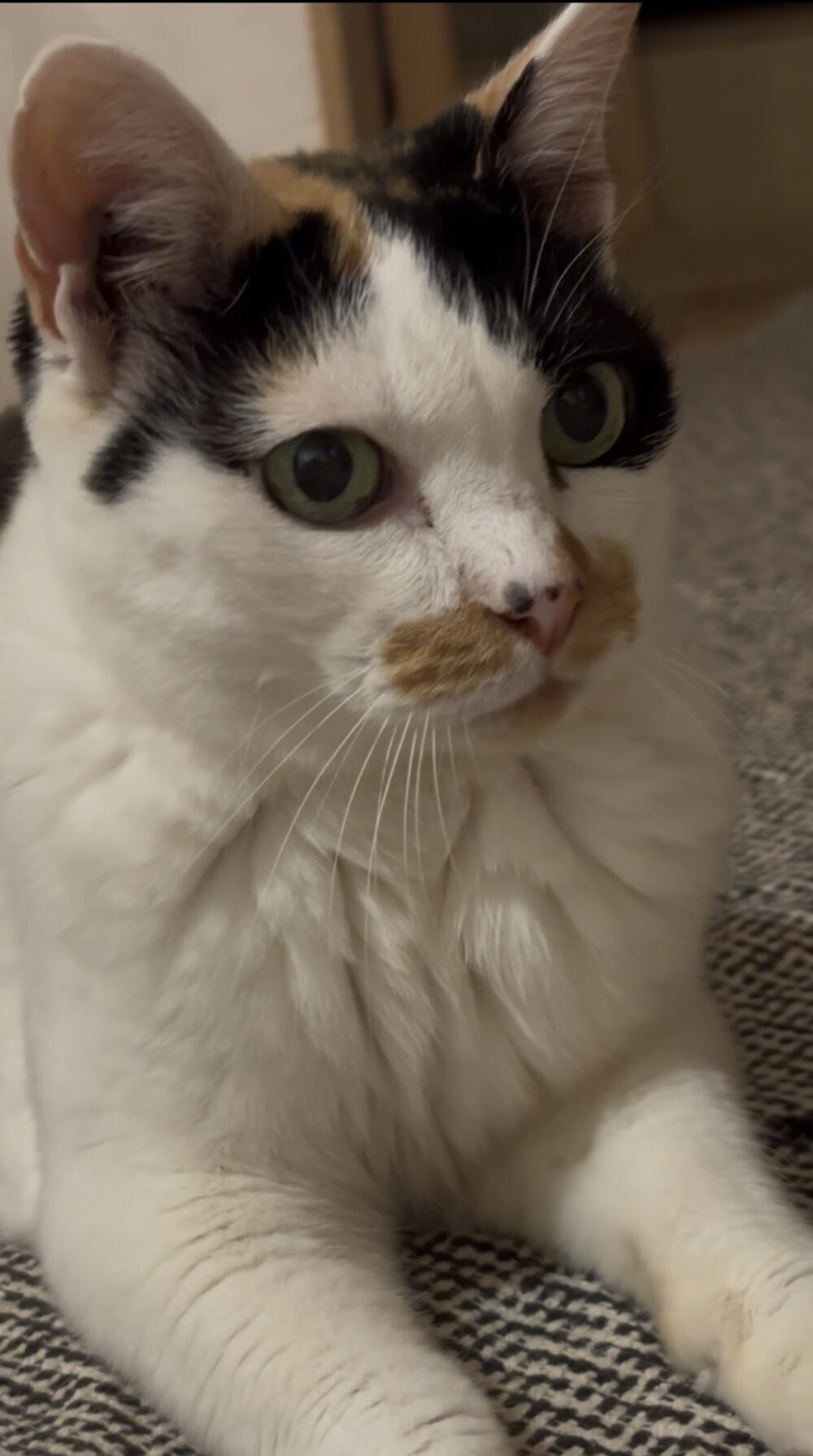 ササキ