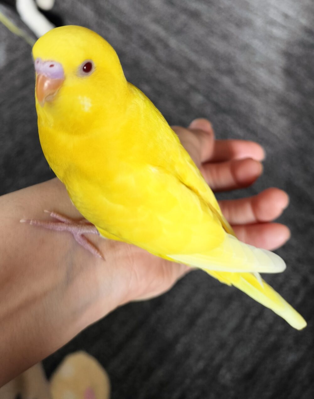 きーちゃん