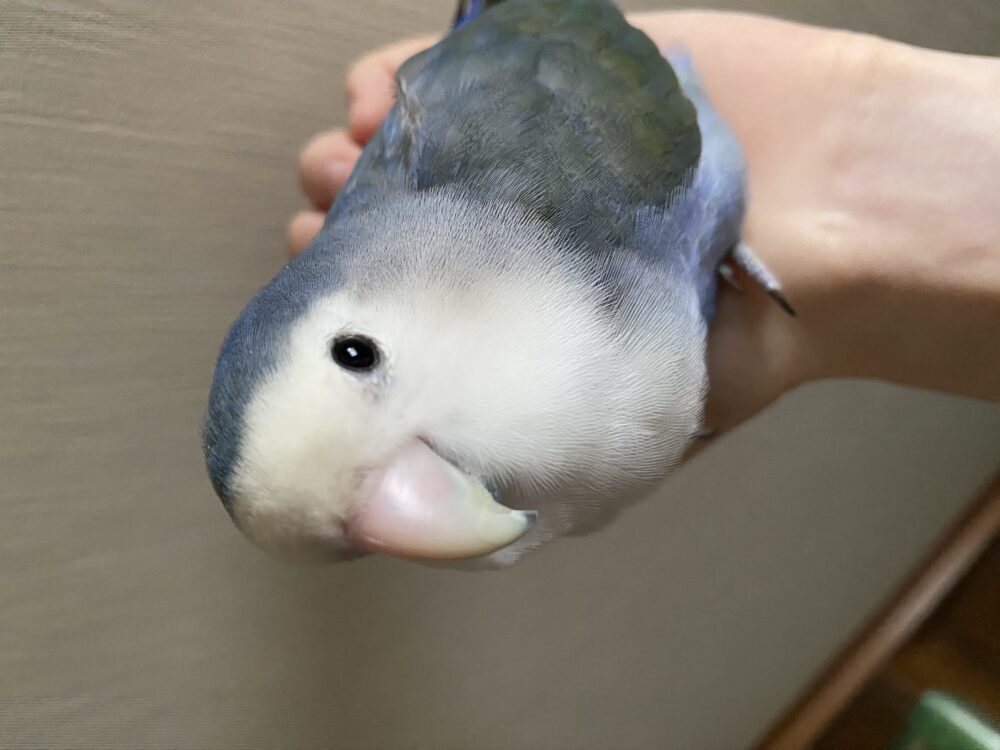 みつ