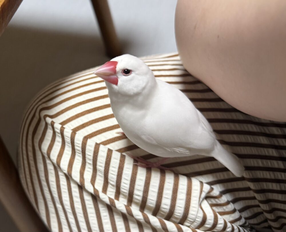 落花生猫