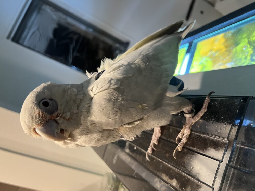 にこ