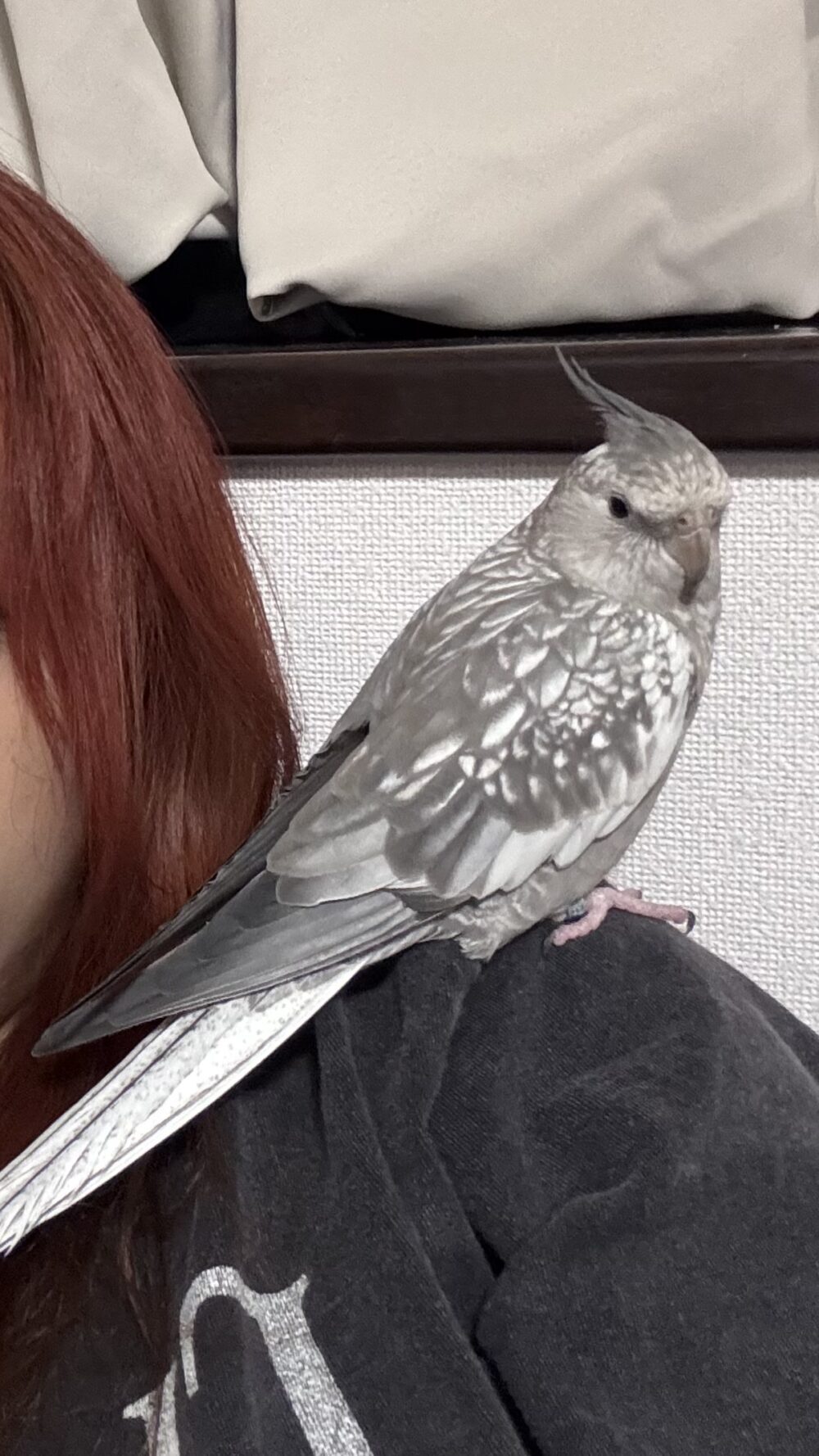 フェニックス