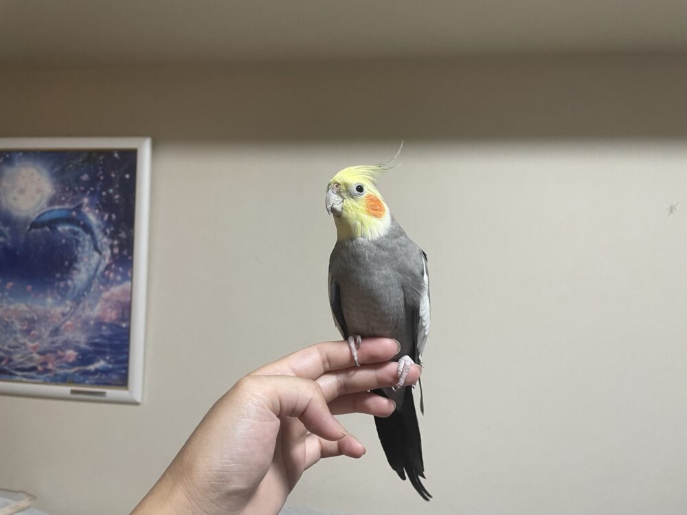 グッチー