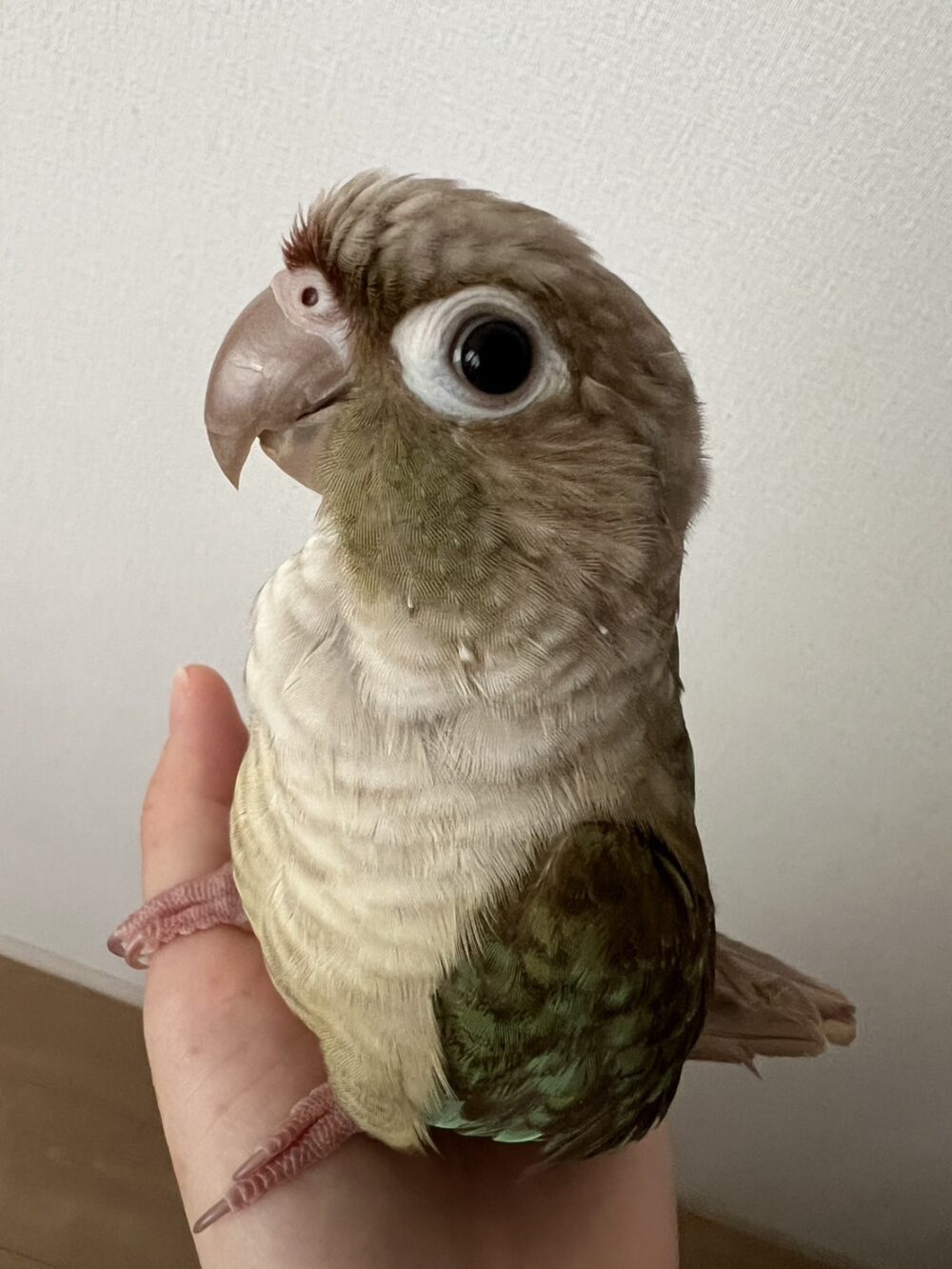 しょうこ