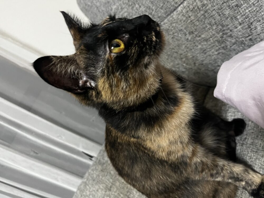 のん