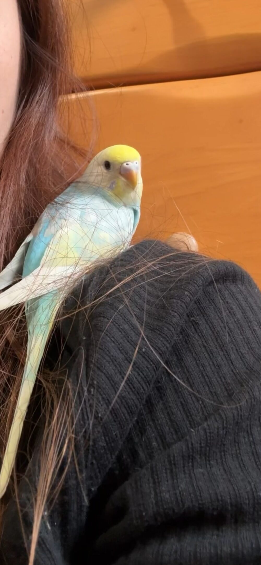 ぴぴ
