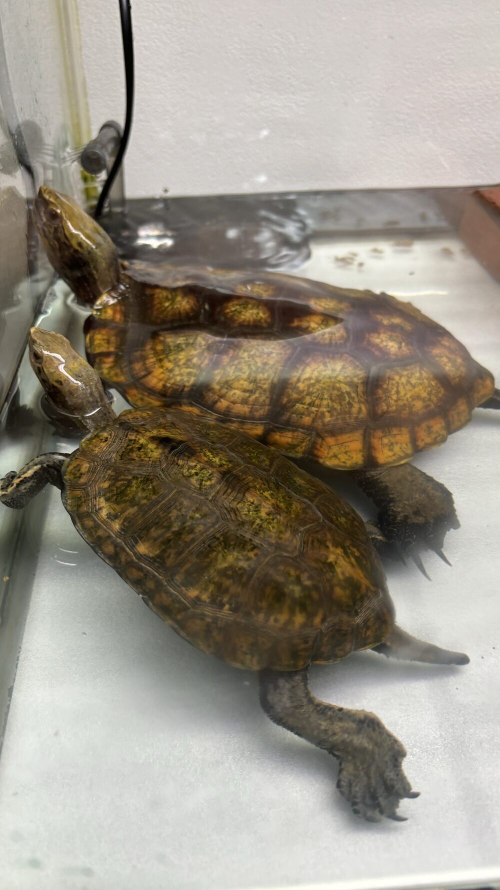 ちーやん