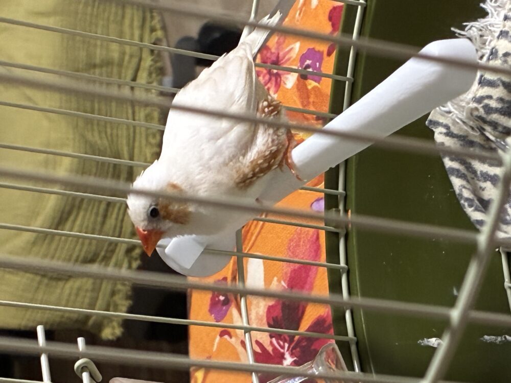 まいこ
