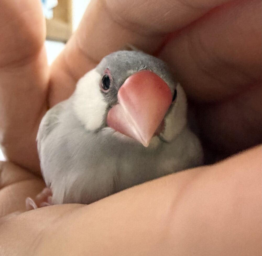 たゆ