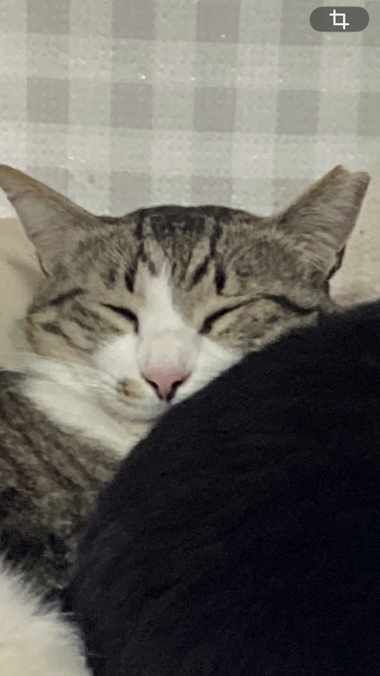 いのっち