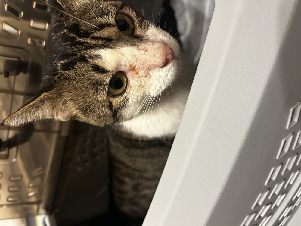 すず
