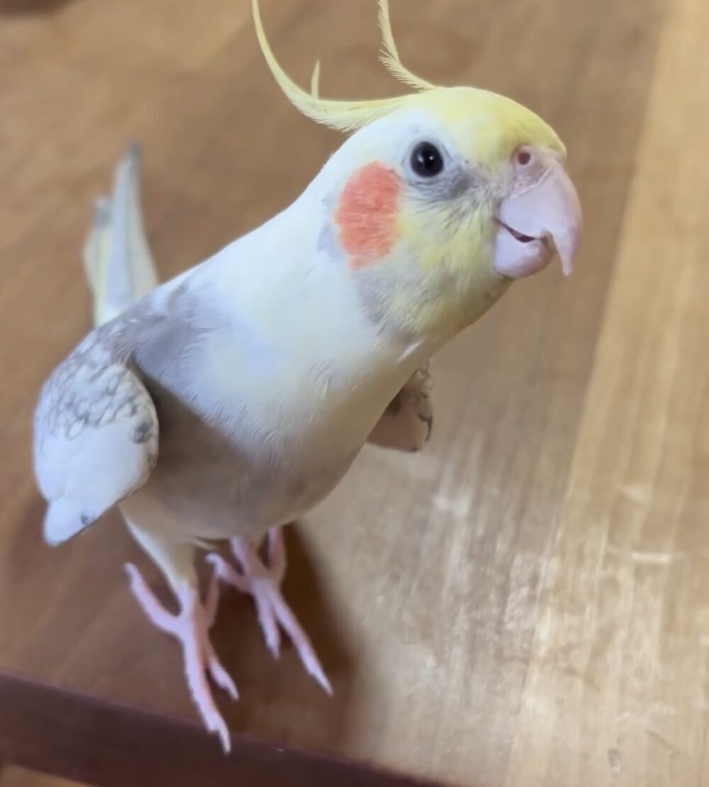 ごま