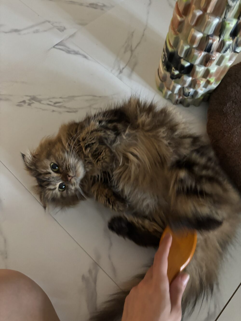 玄米ちゃん
