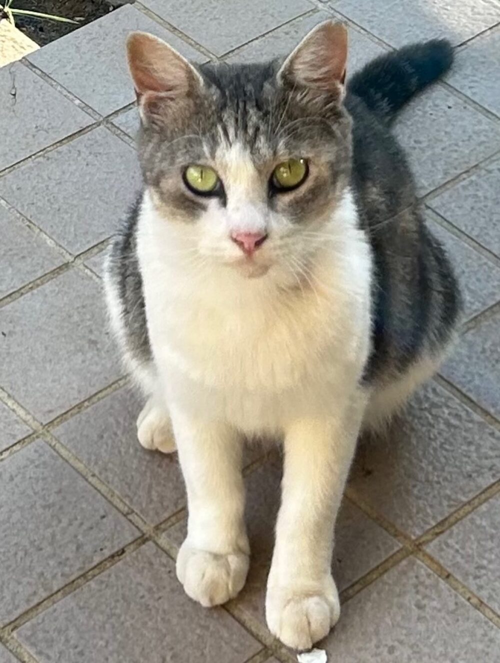 みかん