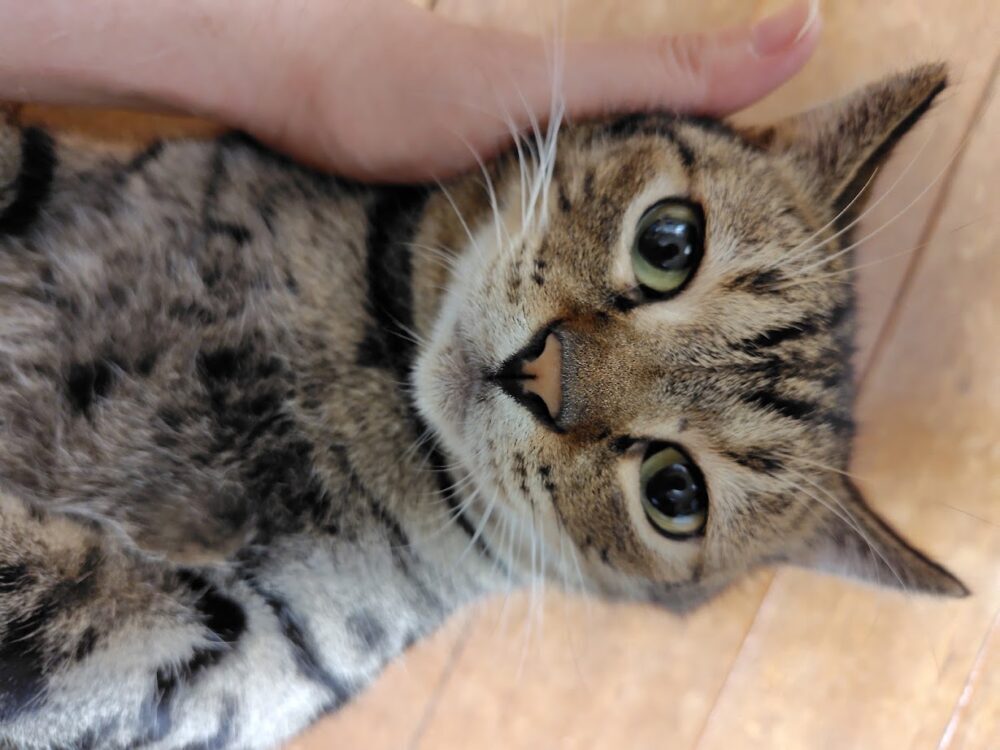 ちこ