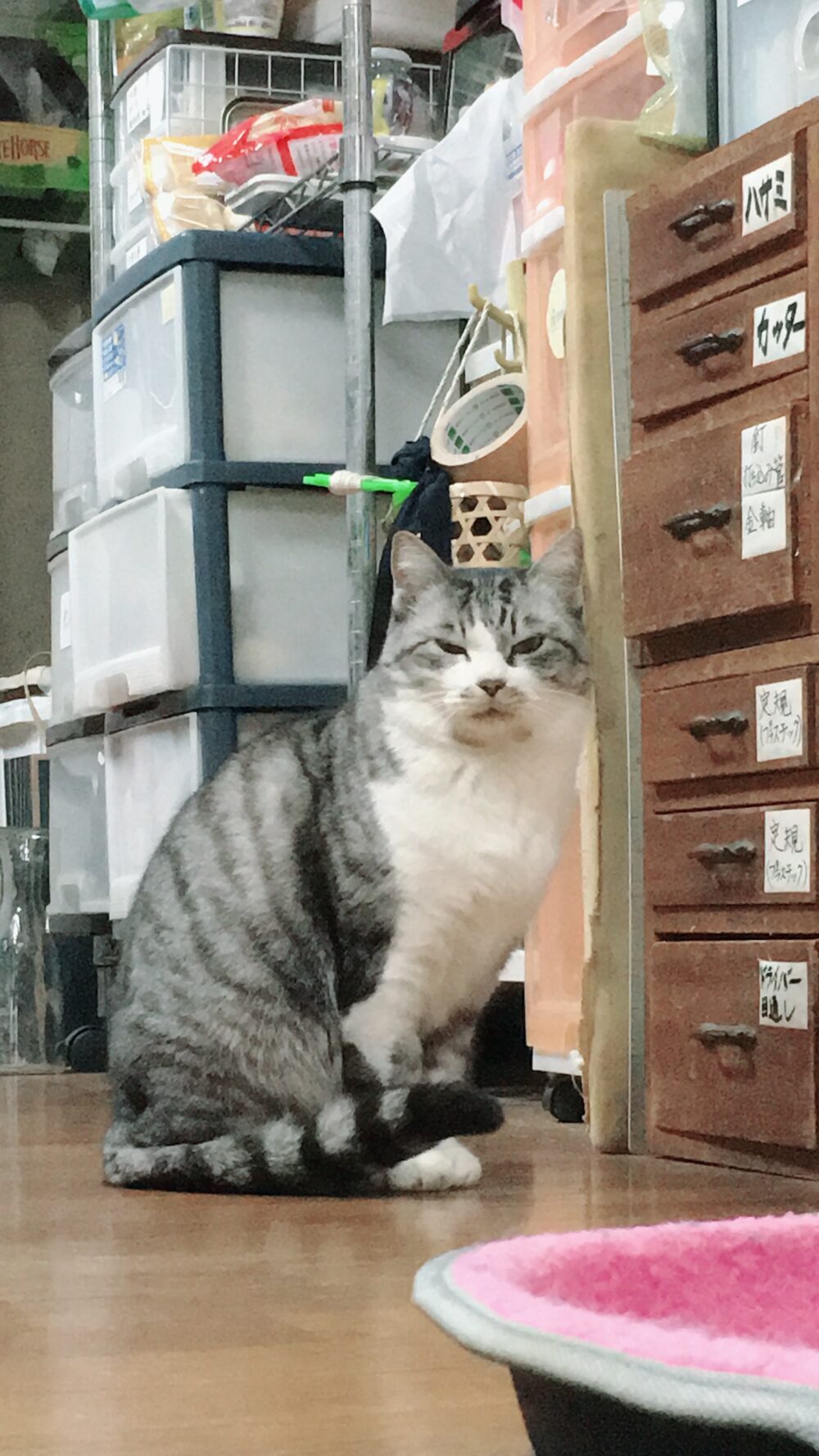 老猫を探してます