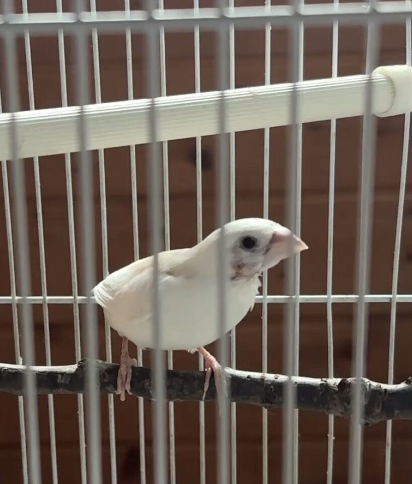 あこ
